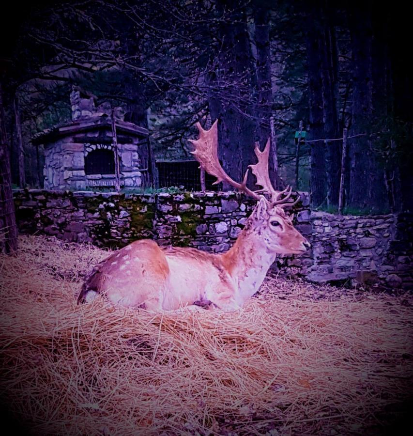 Chalet Vacanze Il Daino Leonessa Luaran gambar